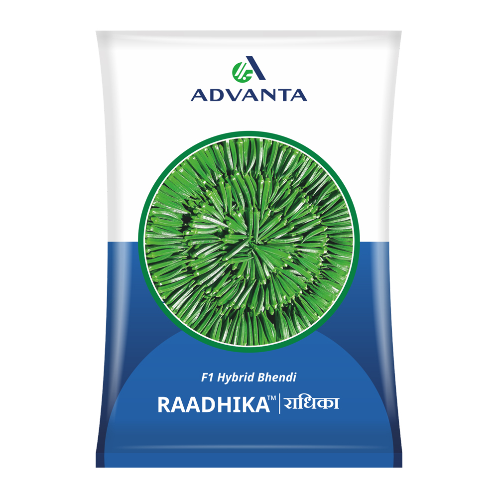 advanta radhika okra hybrid seeds
